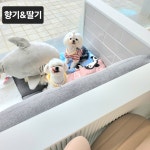 애견미용샵