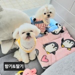 애견미용샵