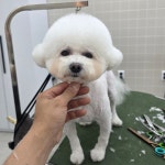 살롱드펫드림