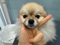 솜솜 애견미용