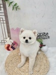 멍보드레