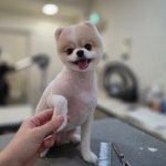 솔리스텔라 애견미용
