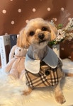 그루머웅