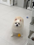그루밍리본