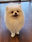 딩그루밍