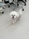 그루밍리본