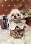 그루머웅