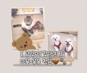 원반려동물미용실