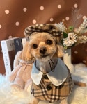 그루머웅