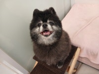 애견호텔고봉이네놀이방