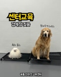 꿈틀 반려견 교육센터