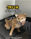 꿈틀 반려견 교육센터