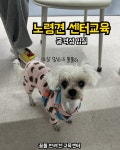 꿈틀 반려견 교육센터