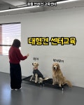 꿈틀 반려견 교육센터