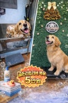 마이리틀프렌드 위탁목욕