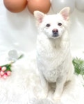 댕스타일