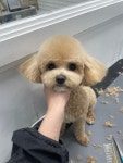 댕스타일