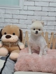 루이펫샵
