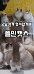 폴인캣츠