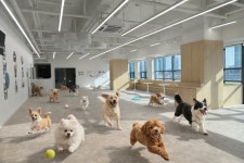 품 강아지 고양이 입양보호 카페호텔