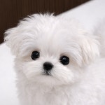 피터펫 강아지분양 고양이분양 군산본점