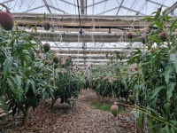 탐나라망고농장