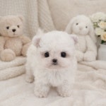 대전 강아지분양 고양이분양 퍼피댕 안심분양소 대전본점