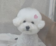 플러피독 애견미용실
