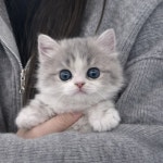 피터펫 강아지분양 고양이분양 군산본점