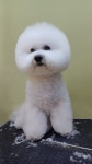 강릉애견하우스