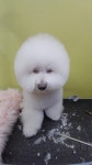 강릉애견하우스