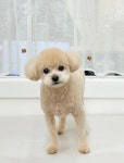 뭉투샵