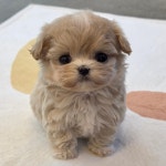 대전 강아지분양 고양이분양 퍼피댕 안심분양소 대전본점