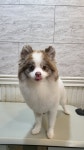 오구오구살롱