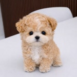 피터펫 강아지분양 고양이분양 군산본점