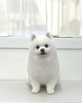 뭉투샵