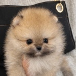 피터펫 강아지분양 고양이분양 군산본점