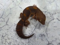 파충류샵 스카이맘쥬쥬