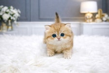 미유펫대구 강아지분양고양이분양 도그플러스동물병원