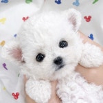 퍼피럽 강아지분양 고양이분양 군산본점