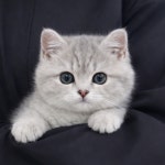 퍼피럽 강아지분양 고양이분양 군산본점