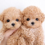 퍼피럽 강아지분양 고양이분양 군산본점