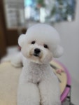 비앤비그루밍