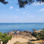 영덕바닷가솔밭펜션