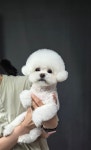 루이앤독