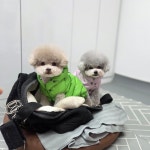 루이앤독