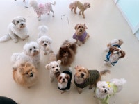 털로덮인친구들 동탄호수공원점