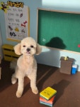 멍테일즈