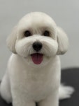 릴리리독