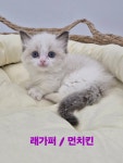 창원고양이분양 퍼스트캣 창원점